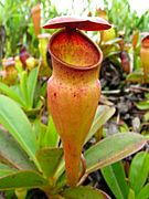Nepenthes pervillei pitcher