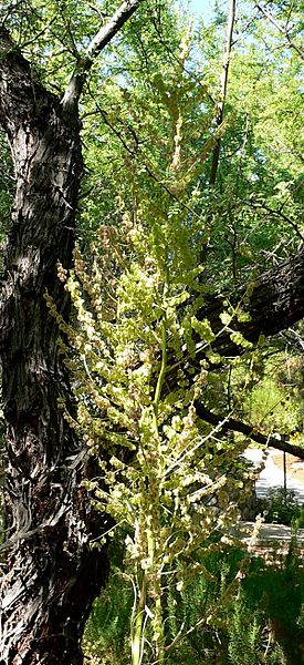 Nolina microcarpa inflorescence 1