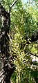 Nolina microcarpa inflorescence 1
