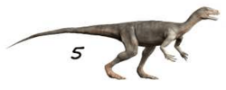 Nyasasaurus NT.png