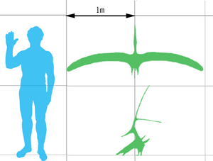 Archivo:Nyctosaurus scale mmartyniuk