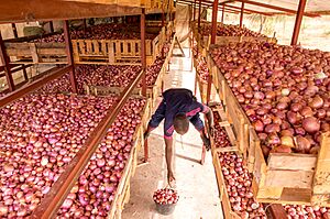 Archivo:Onionstorage