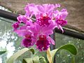 Orquidea1