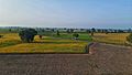 Paddy field in Punjab 002