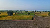 Paddy field in Punjab 002