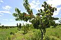 Peach Orchards in Ararat Valley