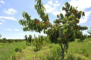 Archivo:Peach Orchards in Ararat Valley