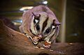 Petaurus breviceps (sugar glider)