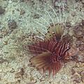 Pez león (Pterois antennata), islas Ad Dimaniyat, Omán, 2024-08-14, DD 04