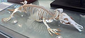 Archivo:Platypus skeleton Pengo