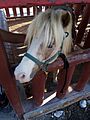 Pony8 664