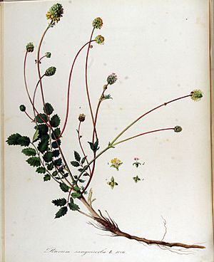 Archivo:Poterium sanguisorba — Flora Batava — Volume v13