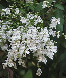 Prostanthera lasianthos.jpg