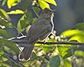 Puff-throated Bulbul (Alophoixus pallidus)