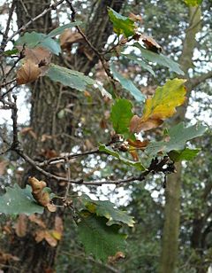 Archivo:Quercus cerrioides fulles hivern
