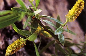 Archivo:Salix lucida lasiandra(02)