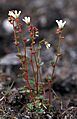 Saxifraga cernua Dropingsaxifrage-1