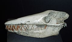 Archivo:Skull Pakicetus inachus