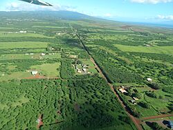 Starr-141025-2538-Leucaena leucocephala-aerial view-Hoolehua-Molokai (24880224999).jpg
