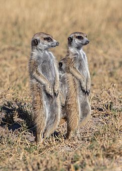 Suricatos (Suricata suricatta), parque nacional Makgadikgadi Pans, Botsuana, 2018-07-30, DD 18.jpg