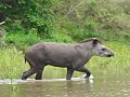 Tapír o mboreví en el Parque Nacional Tinfunqué Chaco Paraguay