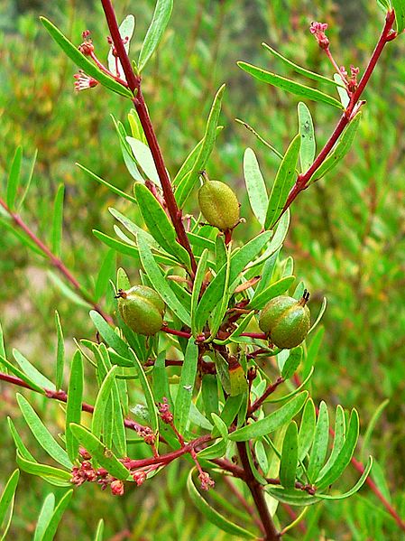 Tetracoccus dioicus 2