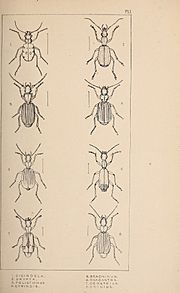 The British Coleoptera delineated (1840) (19794739674).jpg