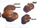 V.vit.-seeds-rg-2