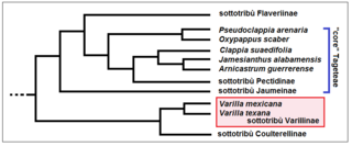 Varillinae - Cladogramma della sottotribù.png