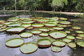 Archivo:Victoria amazonica, Jardim Botanico, RJ