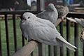 White Barbary Dove 01