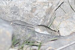 Woolly Forest Dormouse.jpg