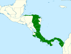 Distribución geográfica del mosquerito centroamericano.