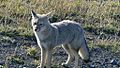 Zorrito Chile