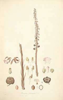 Archivo:5 Pterospora andromedea - John Lindley - Collectanea botanica (1821)
