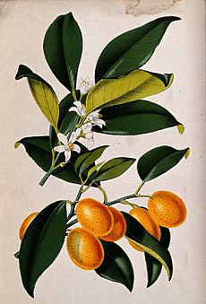 Archivo:A lemon plant (Citrus japonica); flowering and fruiting stem Wellcome V0044760
