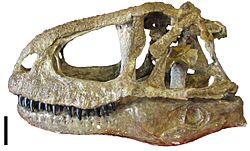 Archivo:Abelisaurus skull