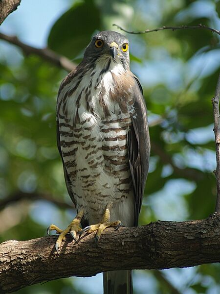 Accipiter trivirgatus PA273291