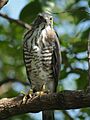 Accipiter trivirgatus PA273291