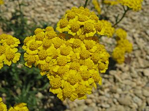 Archivo:Achillea tomentosa2