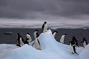 Archivo:Adelie Penguins on iceberg
