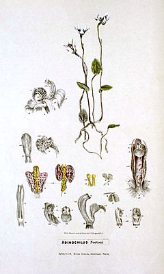 Adenochilus nortonii - FitzGerald, Australian Orchids - vol. 1 pl. 8 (1882).jpg