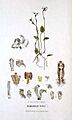 Adenochilus nortonii - FitzGerald, Australian Orchids - vol. 1 pl. 8 (1882)