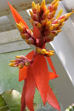 Archivo:Aechmea chantinii pm