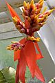 Aechmea chantinii pm
