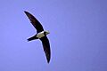 Alpine Swift