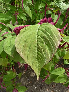 Archivo:Amaranthus caudatus 'Love-Lies-Bleeding' (Amaranthaceae) leaves