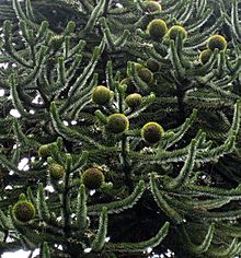 Archivo:Araucaria araucana cones