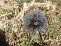 Armeria arenaria segoviensis