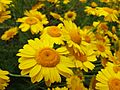 Au tas botanic 1379